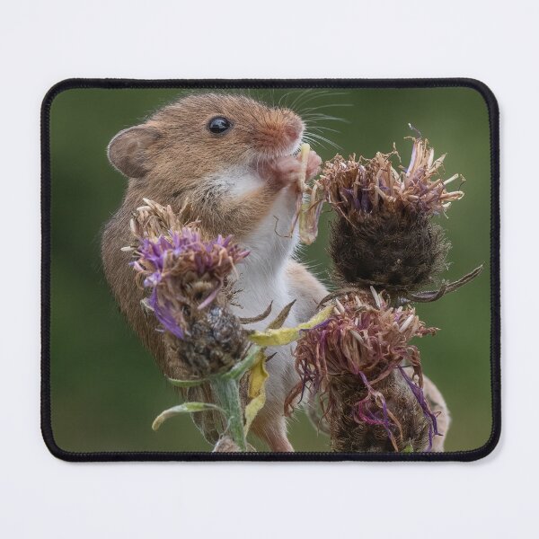 Item preview, Harvest Mouse with lunch designed and sold by Adrian Rowley.