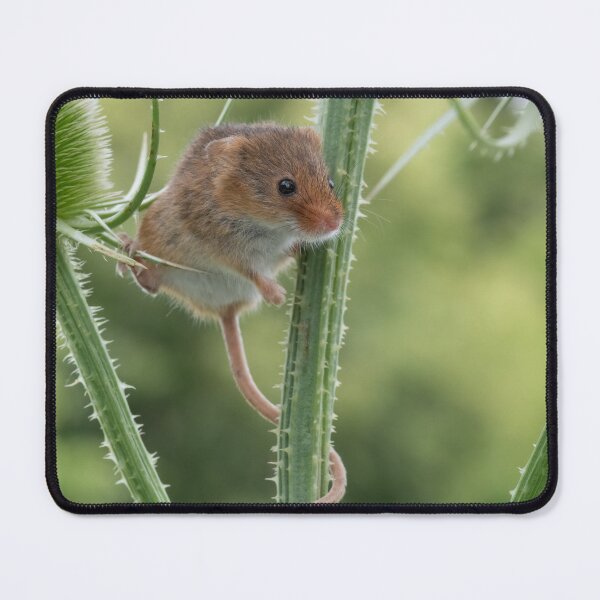 Item preview, Delicate Dance of the Harvest Mouse designed and sold by Adrian Rowley.