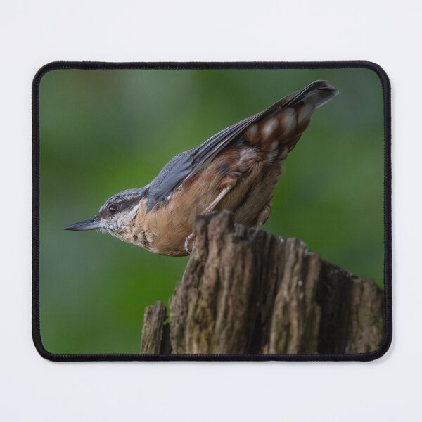 Item preview, "Graceful Nuthatch Perched on Wooden Post" designed and sold by Adrian Rowley.