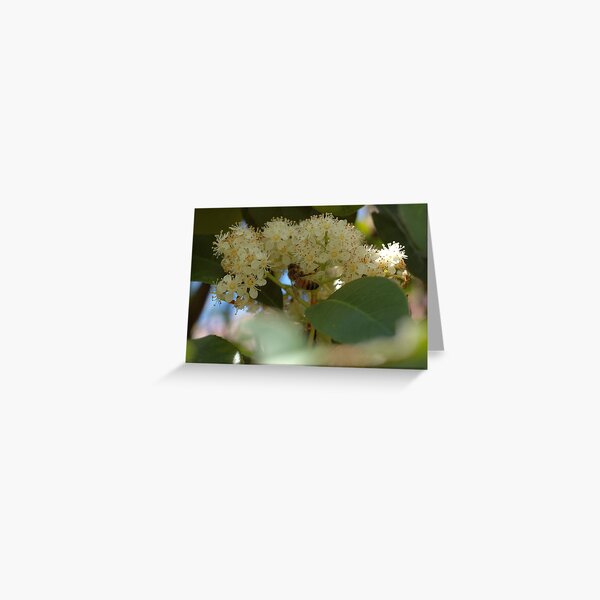 Honey Bee Greeting Card