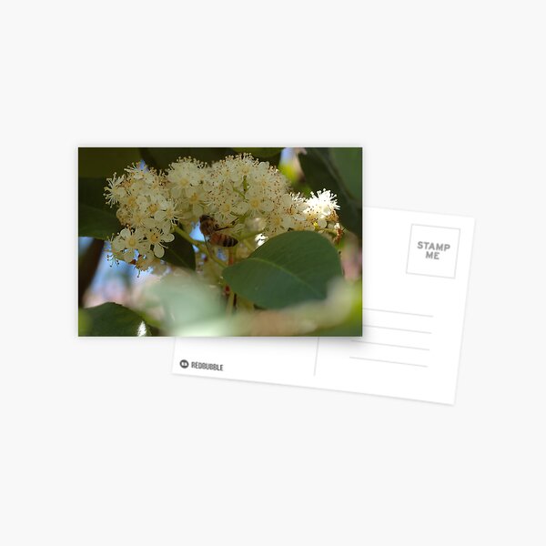 Honey Bee Postcard