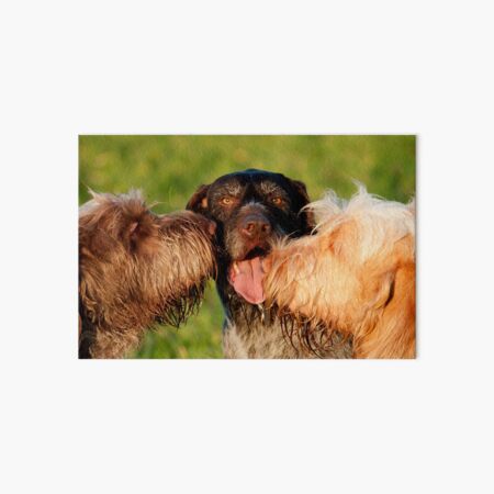 Spinone Kisses Art Board Print