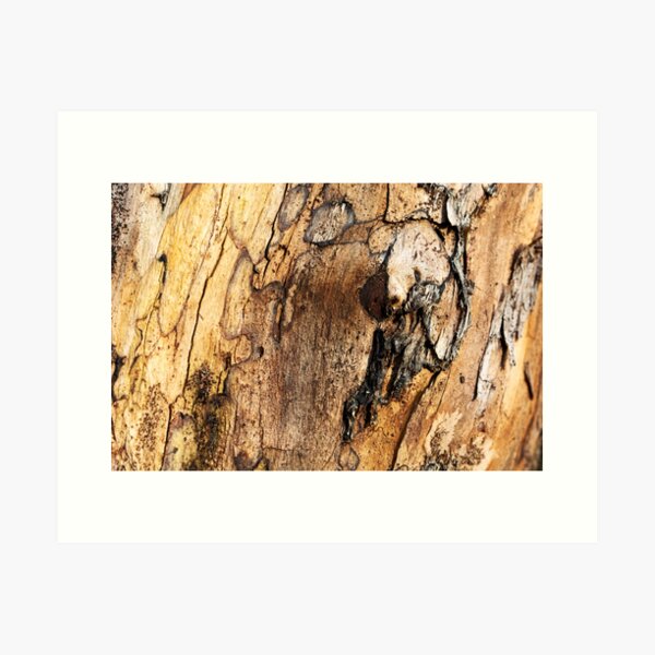 Under The Bark Art Print