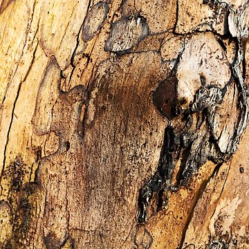 Artwork thumbnail, Under The Bark by Alternative Perspectives