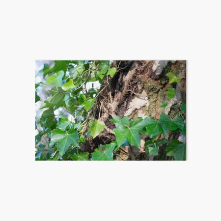Ivy on Birch Art Board Print