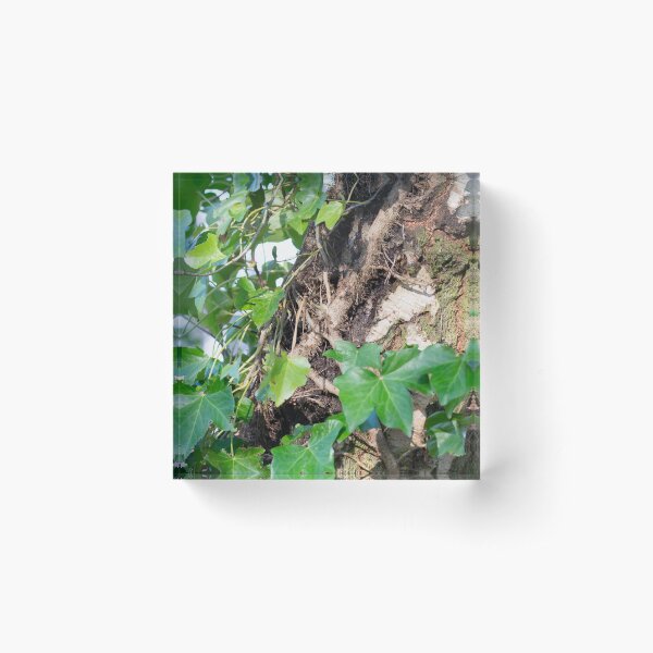 Ivy on Birch Acrylic Block