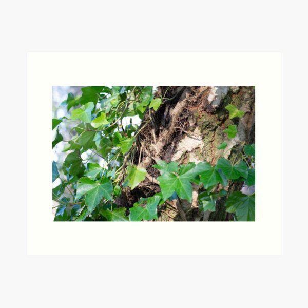Ivy on Birch Art Print