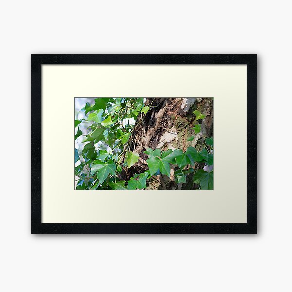 Ivy on Birch Framed Art Print