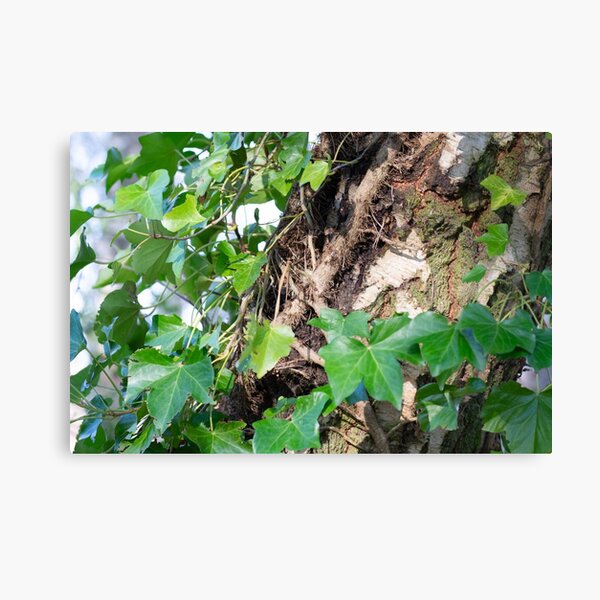 Ivy on Birch Canvas Print