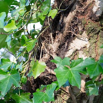 Artwork thumbnail, Ivy on Birch by Alternative Perspectives