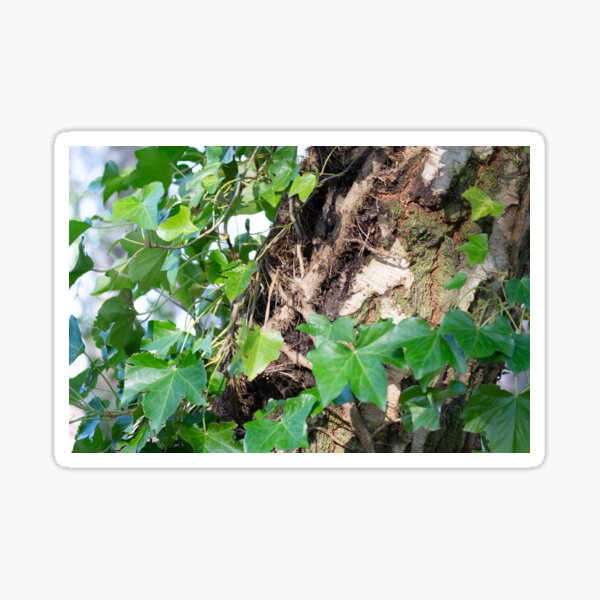 Ivy on Birch Sticker