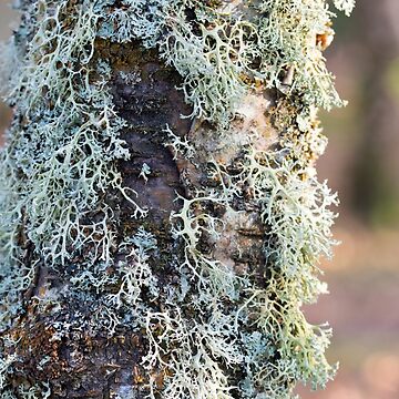 Artwork thumbnail, Lichen on Birch by Alternative Perspectives