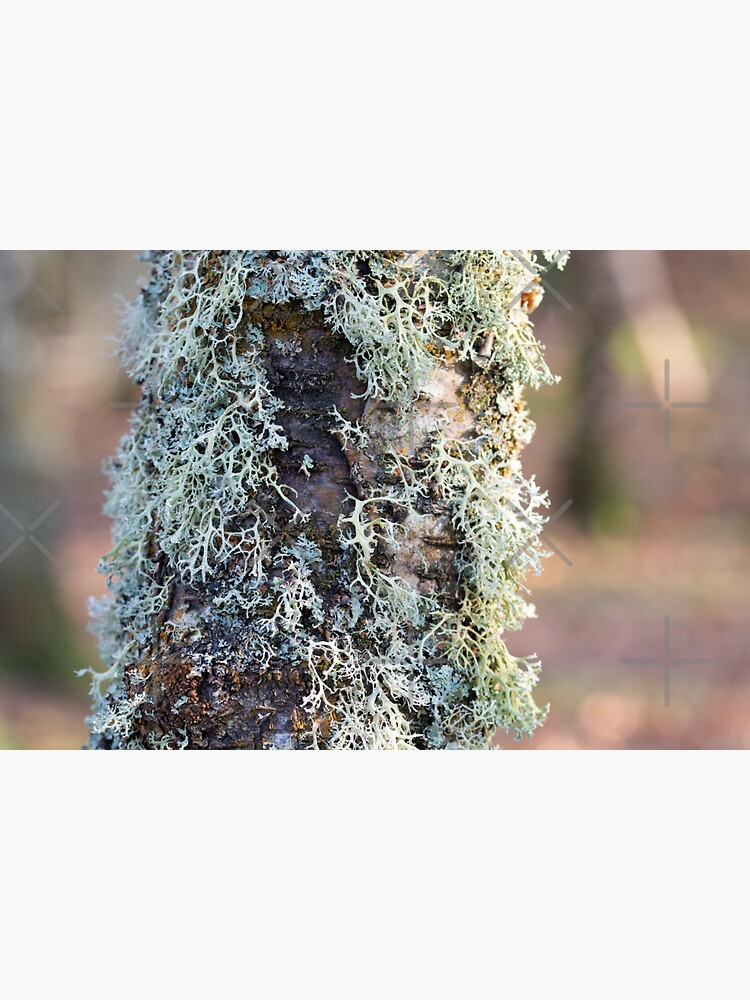 Thumbnail 3 of 3, Sticker, Lichen on Birch designed and sold by SiobhanFraser.