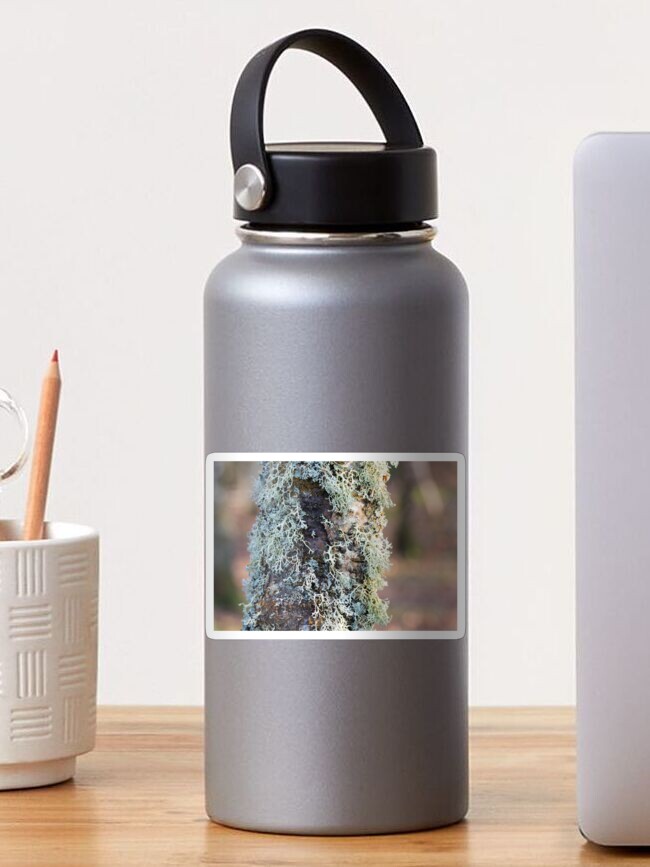 Thumbnail 1 of 3, Sticker, Lichen on Birch designed and sold by SiobhanFraser.