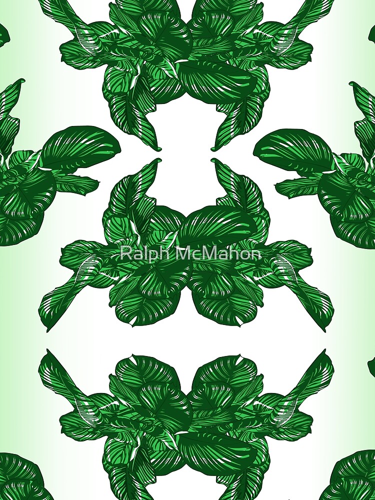 Calathea by Rlfph