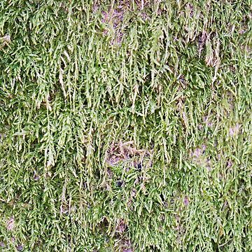 Artwork thumbnail, Moss on Tree  by Alternative Perspectives