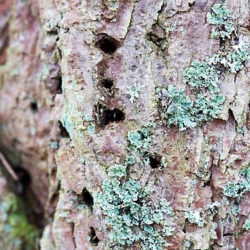 Artwork thumbnail, Scots Pine with Lichen by Alternative Perspectives