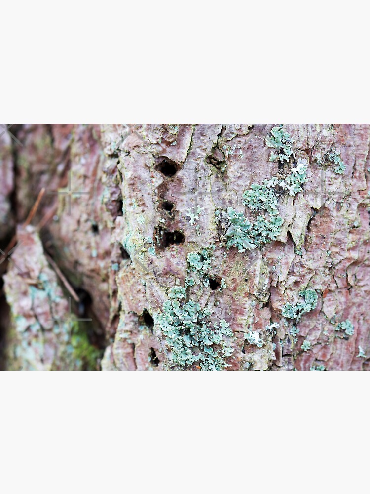 Thumbnail 3 of 3, Sticker, Scots Pine with Lichen designed and sold by SiobhanFraser.
