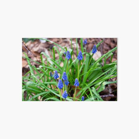 Grape Hyacinth Art Board Print