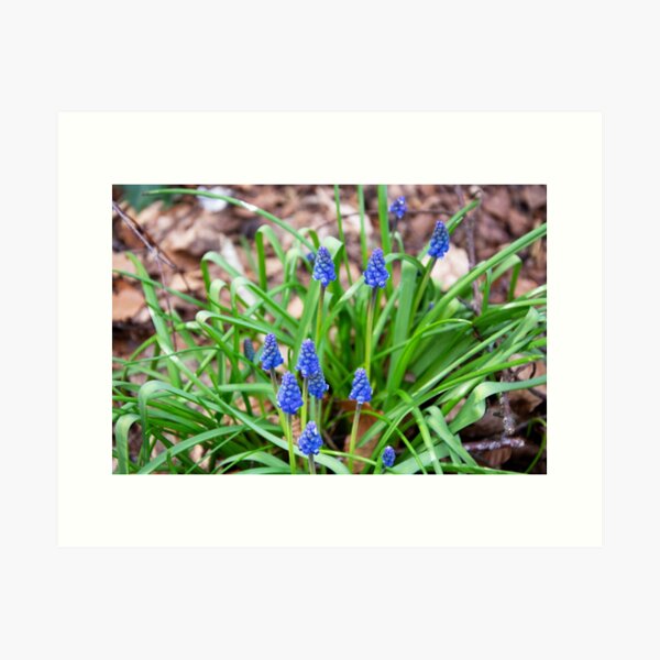 Grape Hyacinth Art Print