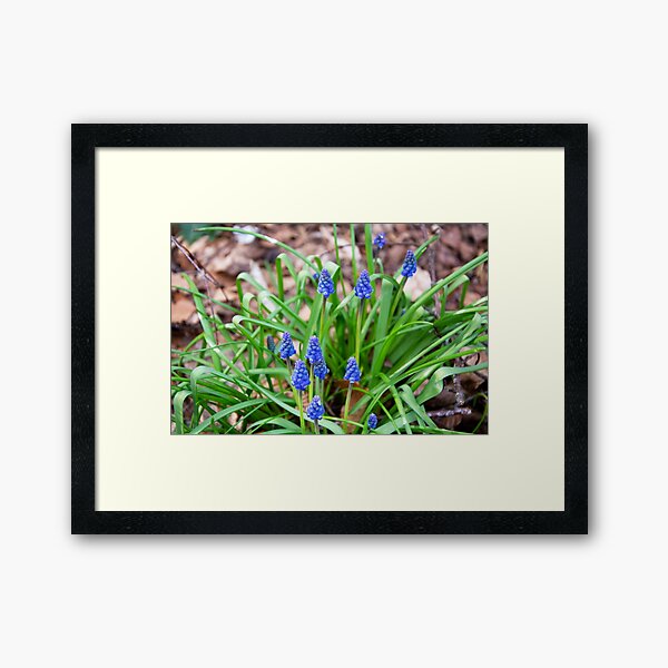 Grape Hyacinth Framed Art Print