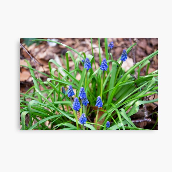 Grape Hyacinth Canvas Print