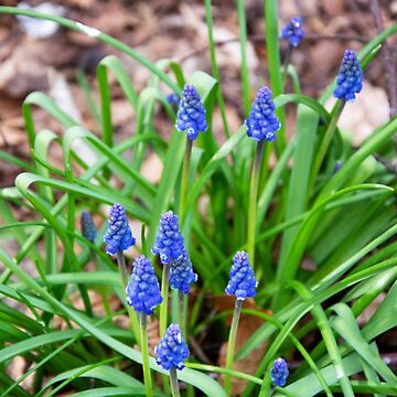 Artwork thumbnail, Grape Hyacinth by Alternative Perspectives