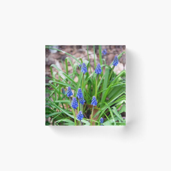 Grape Hyacinth Acrylic Block