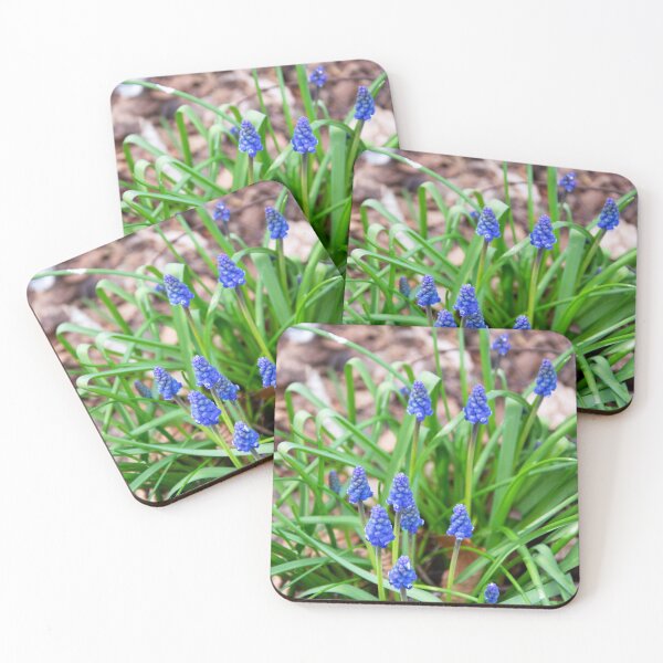 Grape Hyacinth Coasters (Set of 4)