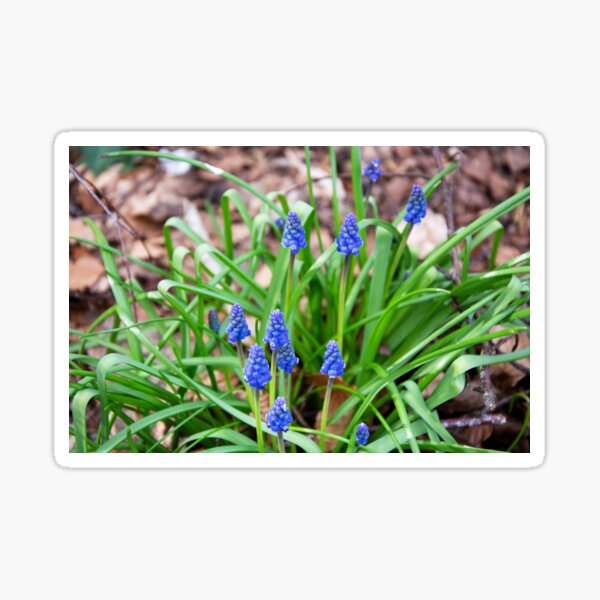 Grape Hyacinth Sticker
