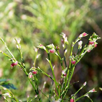 Artwork thumbnail, Blaeberries – closeup by Alternative Perspectives