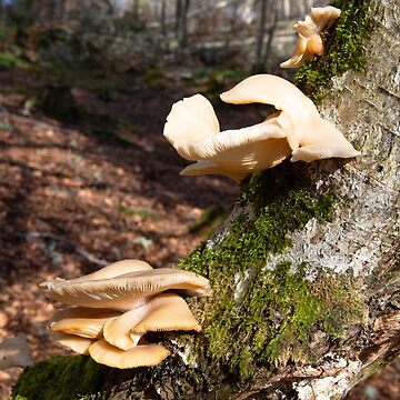 Artwork thumbnail, Oyster Mushrooms by Alternative Perspectives