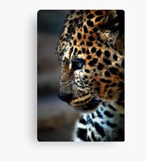 Feline Beauty Canvas Print