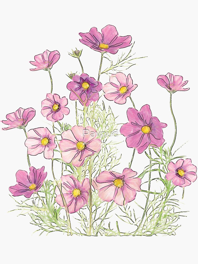 Cosmos Flower - Sticker