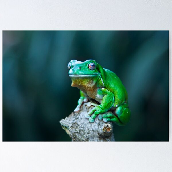 Item preview, Green tree frog designed and sold by Robert Sturman.