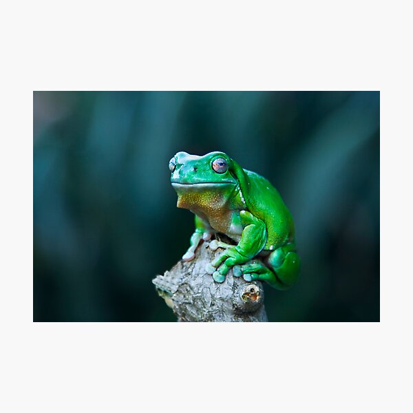 Item preview, Green tree frog designed and sold by Robert Sturman.