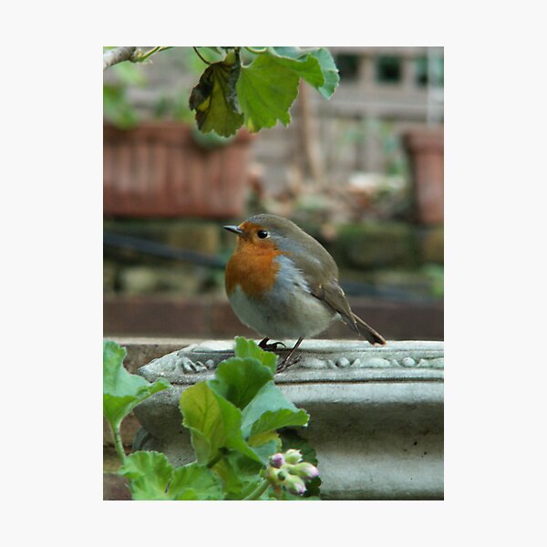Item preview, Robin Red Breast designed and sold by Alice McMahon.