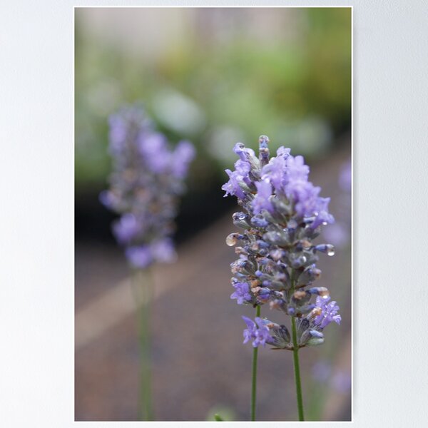 Item preview, Purple Flower. designed and sold by Emily  Redfern.