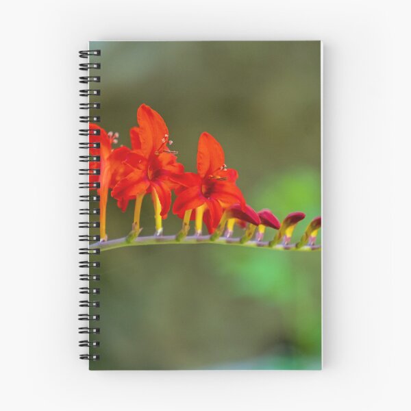 Item preview, Montbretia Flower designed and sold by TinyDinoDesigns.