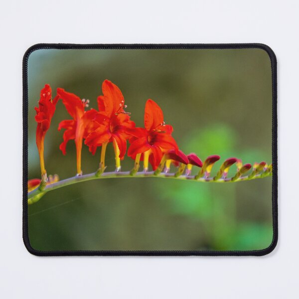 Item preview, Montbretia Flower designed and sold by TinyDinoDesigns.