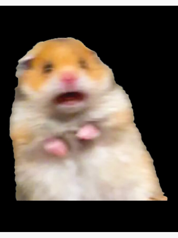 Scared hamster meme: Where did it actually come from and is it real?