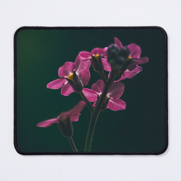 Item preview, Pink forget-me-not flowers with dark background designed and sold by marcrolandscape.