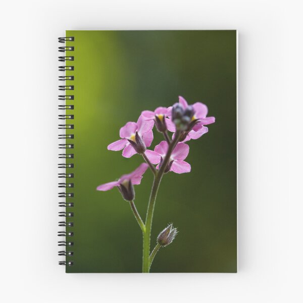 Item preview, Pink forget-me-not flower in sunlight designed and sold by marcrolandscape.