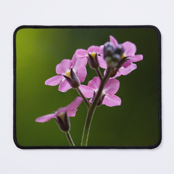 Item preview, Pink forget-me-not flower in sunlight designed and sold by marcrolandscape.