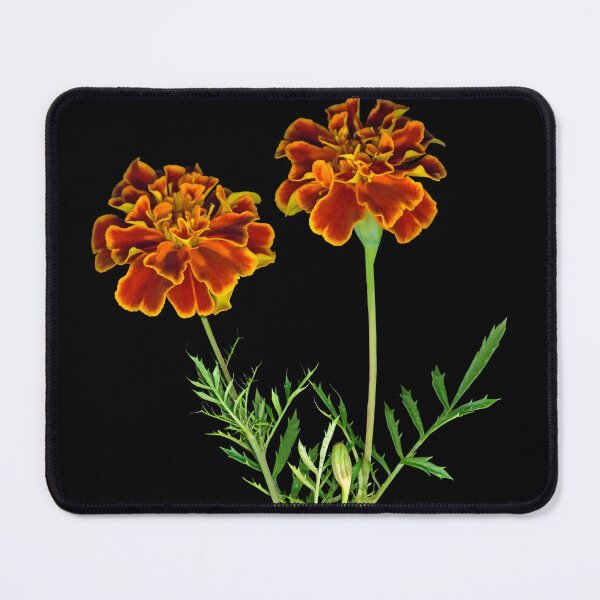 Item preview, Marigold designed and sold by Lisa Davis.