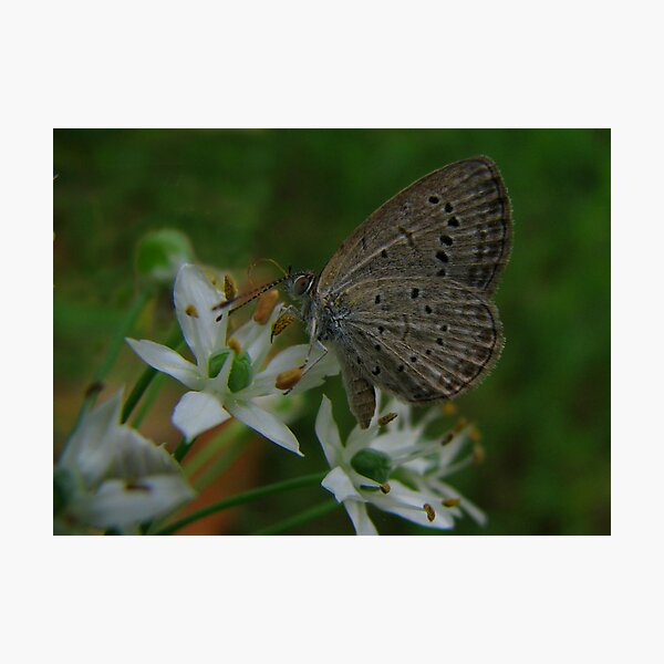 Item preview, "Just a Moth" designed and sold by Sue  Fellows.