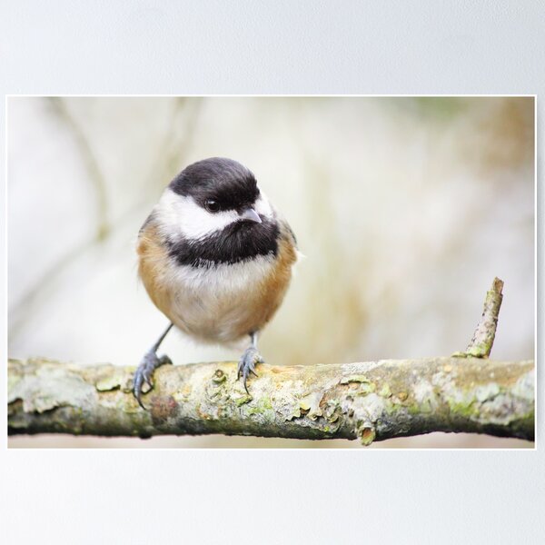 Item preview, Chickadee designed and sold by Tracy Friesen.