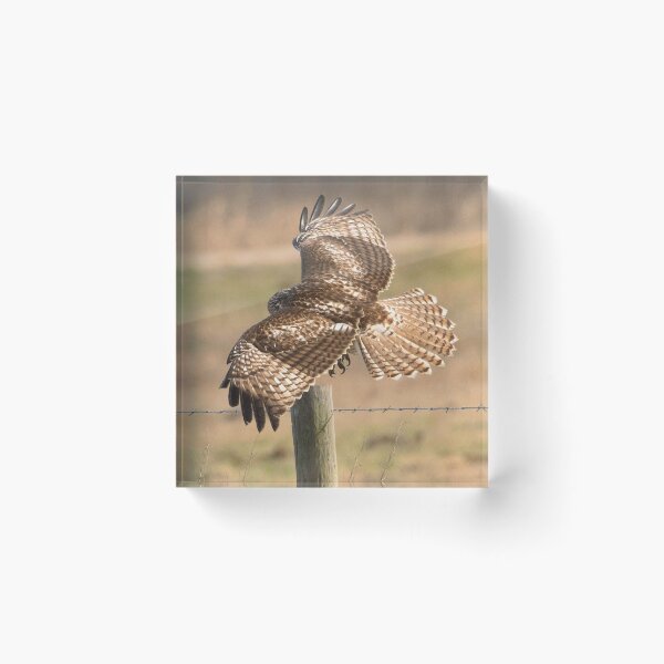 Item preview, Red Tailed Hawk designed and sold by SuddenJim.