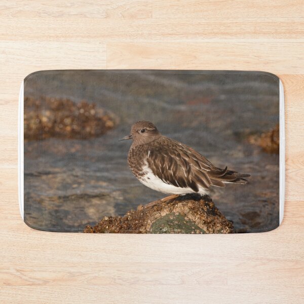 Item preview, Black Turnstone bird perched on a rock designed and sold by Birdmanphotos.
