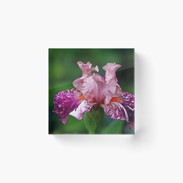 Item preview, Showy Love Iris designed and sold by Debbie Oppermann.